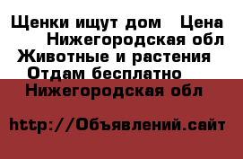 Щенки ищут дом › Цена ­ 1 - Нижегородская обл. Животные и растения » Отдам бесплатно   . Нижегородская обл.